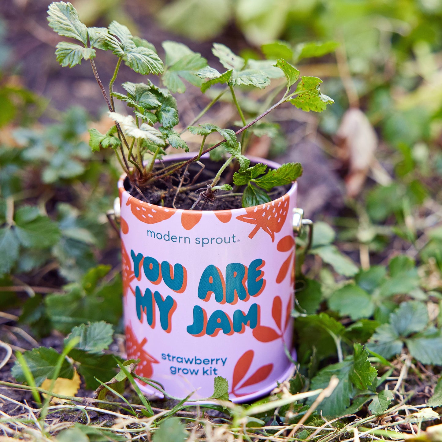 Complimentary Color Grow Kits: Stay Zen Friend