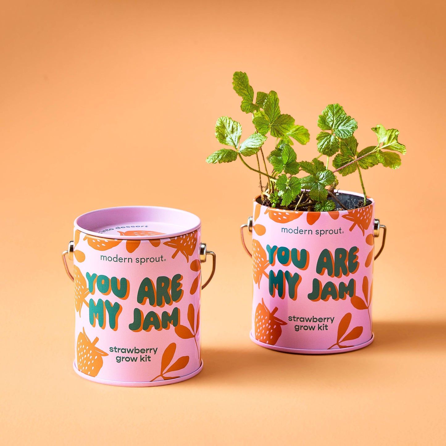 Complimentary Color Grow Kits: Bada Bloom